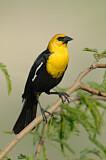 Image. Yellow-headed Blackbird