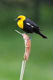 Image. Yellow-headed Blackbird