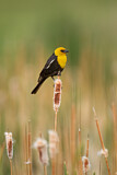 Image. Yellow-headed Blackbird