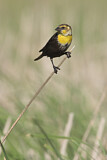Image. Yellow-headed Blackbird