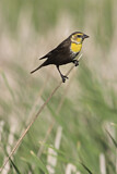 Image. Yellow-headed Blackbird