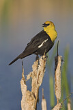 Image. Yellow-headed Blackbird