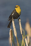 Image. Yellow-headed Blackbird