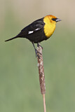 Image. Yellow-headed Blackbird