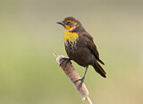 Image. Yellow-headed Blackbird
