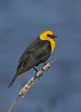 Image. Yellow-headed Blackbird