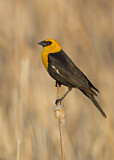 Image. Yellow-headed Blackbird
