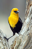 Image. Yellow-headed Blackbird