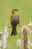Image. Yellow-headed Blackbird