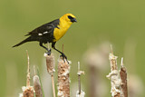 Image. Yellow-headed Blackbird