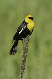 Image. Yellow-headed Blackbird