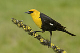 Image. Yellow-headed Blackbird