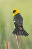 Image. Yellow-headed Blackbird