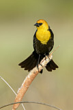 Image. Yellow-headed Blackbird