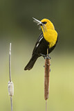 Image. Yellow-headed Blackbird