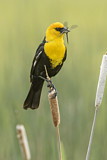 Image. Yellow-headed Blackbird