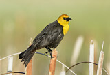 Image. Yellow-headed Blackbird