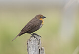 Image. Yellow-headed Blackbird