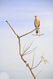 Image. Yellow-headed Caracara