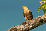 Image. Yellow-headed Caracara