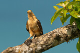 Image. Yellow-headed Caracara