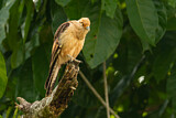 Image. Yellow-headed Caracara