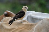Image. Yellow-headed Caracara