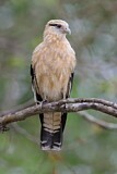 Image. Yellow-headed Caracara