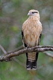 Image. Yellow-headed Caracara