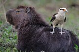 Image. Yellow-headed Caracara