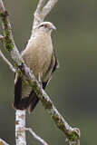 Image. Yellow-headed Caracara