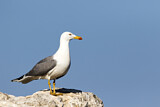 Image. Yellow-legged Gull