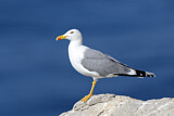 Image. Yellow-legged Gull