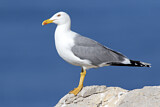 Image. Yellow-legged Gull