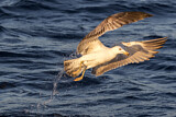 Image. Yellow-legged Gull