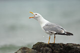 Image. Yellow-legged Gull