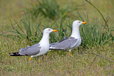 Image. Yellow-legged Gull