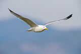 Image. Yellow-legged Gull