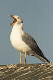 Image. Yellow-legged Gull