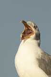 Image. Yellow-legged Gull
