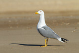 Image. Yellow-legged Gull