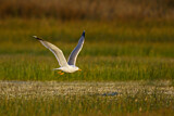 Image. Yellow-legged Gull