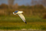 Image. Yellow-legged Gull