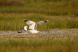 Image. Yellow-legged Gull
