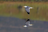 Image. Yellow-legged Gull