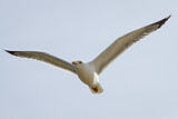 Image. Yellow-legged Gull