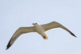 Image. Yellow-legged Gull