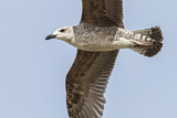 Image. Yellow-legged Gull
