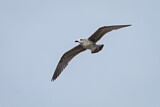 Image. Yellow-legged Gull
