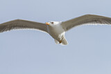 Image. Yellow-legged Gull